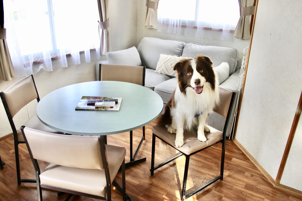 A dog sitting ina cabin on chair