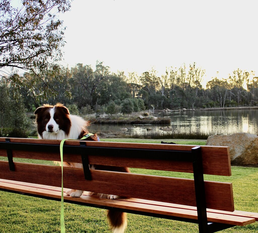 A dog sitting on a bench in the sunset